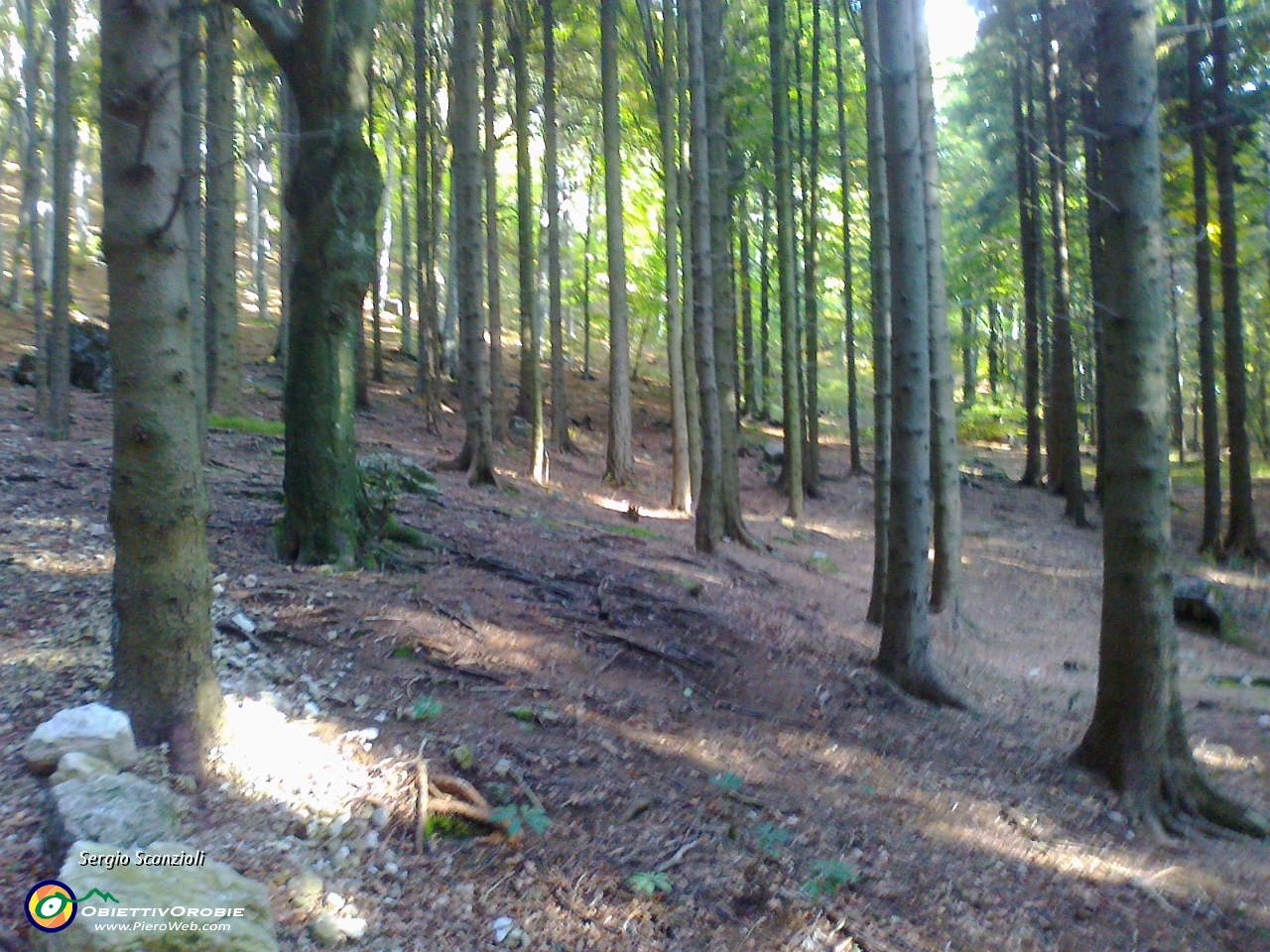 06 Nel bosco.jpg